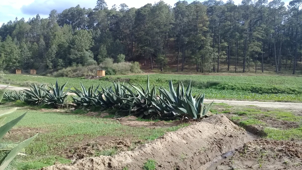 Bosque en Nanacamilpa, Tlaxcala
